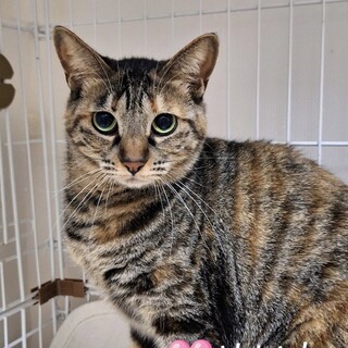 遊び大好き猫大好き❤️キジトラめいちゃん