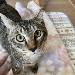 人馴れ抜群初心者さん向けコメ太君1匹OK！