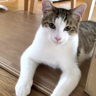 めちゃ人懐こい初心者さん向けコウ太君1匹OK！