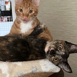 猫の譲渡会　by にゃんころ隊　1/17 サムネイル2