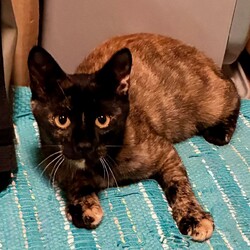 猫の譲渡会　by にゃんころ隊　1/17 サムネイル3