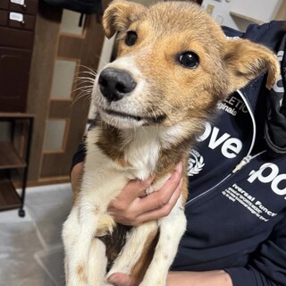 がんもくん、28日の譲渡会参加です。