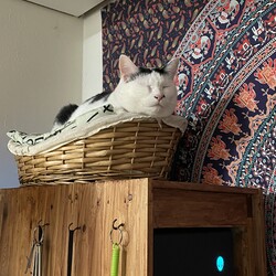 新猫部屋つくり　Vol.14