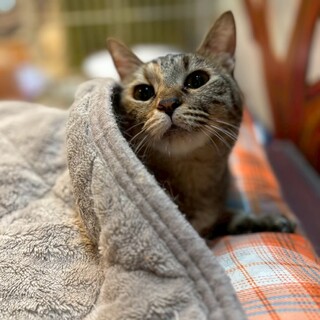 少し怖がりだけど遊ぶの大好きダージリンちゃん♪