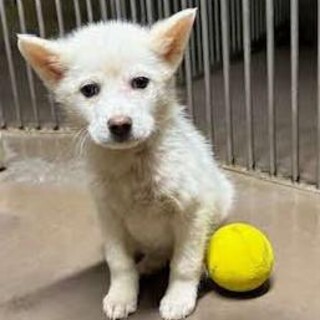 3カ月位の白い兄妹子犬の家族募集