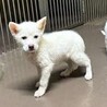 3カ月位の白い兄妹子犬の家族募集 サムネイル2