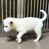 3カ月位の白い兄妹子犬の家族募集 サムネイル4