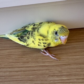 セキセイインコ2羽（メス」東京都 - 鳥の里親募集(506628