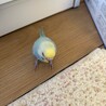 セキセイインコ（２羽）の里親を募集しています サムネイル2
