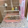 セキセイインコ（２羽）の里親を募集しています サムネイル3