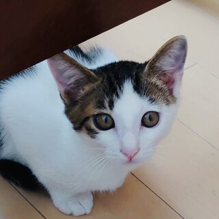 おっとり系男子、キジ白のハリーくん♡