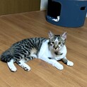 とても甘えん坊の女の子猫ちゃん