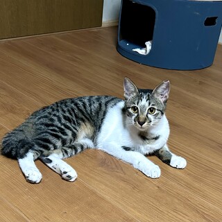 とても甘えん坊の女の子猫ちゃん