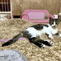 穏やかな性格の可愛い子猫ちゃん