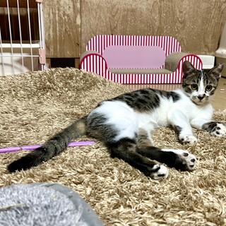 穏やかな性格の可愛い子猫ちゃん