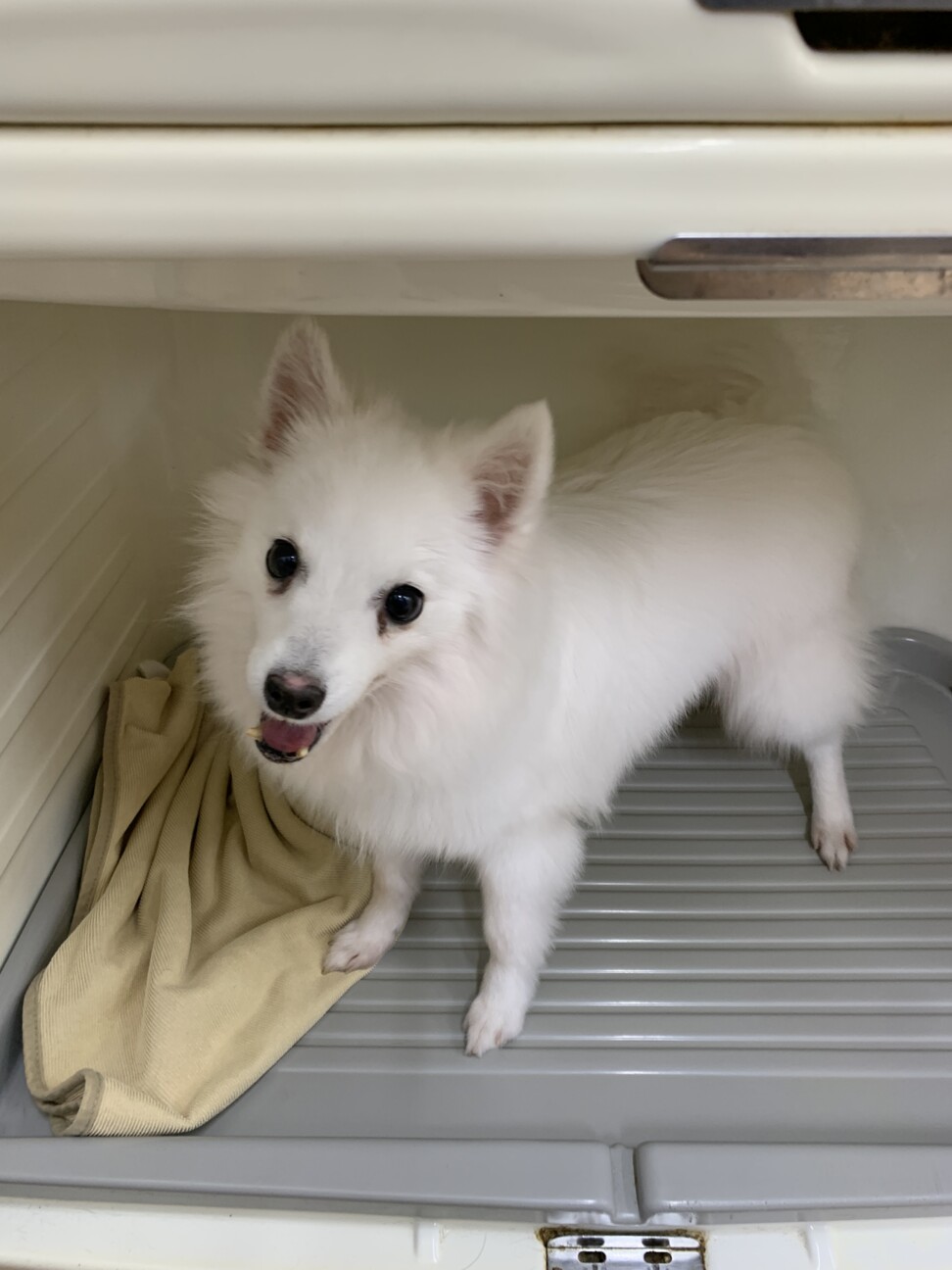 スピッツの泉ちゃん♡なで」千葉県 - 犬の里親募集(531764) 7枚目の