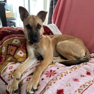 阿波犬・ドーベルマン風細身女子【虎子torako】