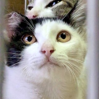 おっとり系仲良し姉妹