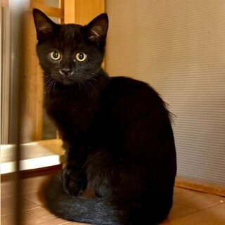 黒猫四兄妹 抱っこも好きな ⼤人しいビビちゃん