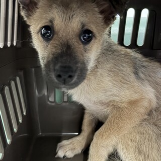 中型雑種のパピー♡虎徹くん