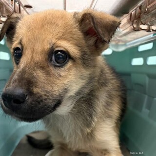 中型雑種のパピー♡虎之助くん