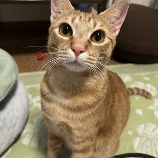 茶トラボーイごんちゃん