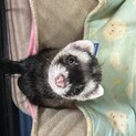 フェレット里親募集