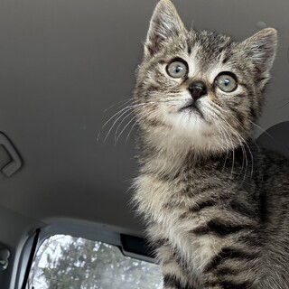 生後4ヶ月前後の男の子！！