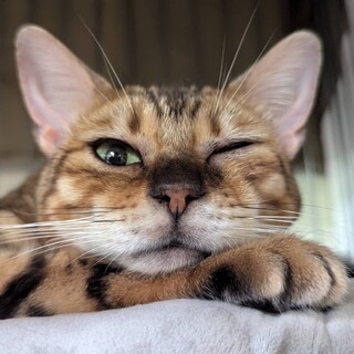 【ぺぺ】元気いっぱい！ベンガル柄の女の子