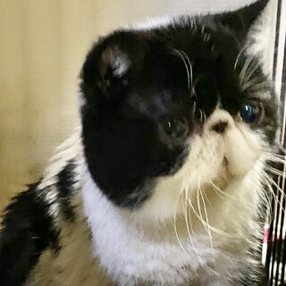 ★鼻ぺちゃ×2なエキゾチックショートヘアー★