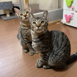 人間大好きキジトラ兄弟❤️