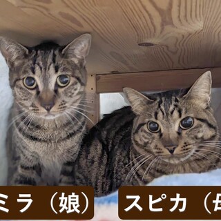 仲良しキジキジ母娘！　2匹一緒のお家探しています
