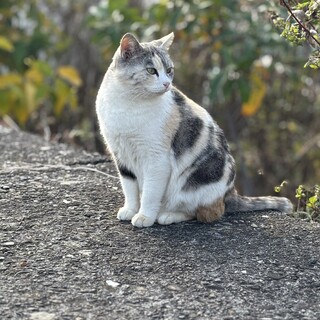 パステル三毛のキレイな女の子