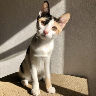 三毛好き必見！シルエット最強♡ドーナツちゃん