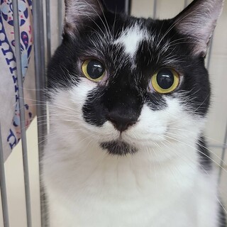 【禄】白黒大人猫♂　額の☆柄がかっこいいイケにゃん