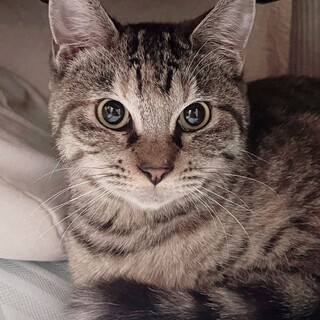 【3/29東日本橋】かわいいツンデレ♡月ちゃん