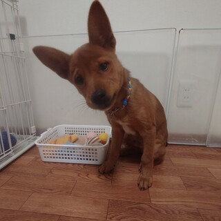 紺ちゃんにずっとの家族が出来ました