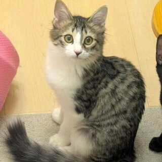 おっとり半長毛