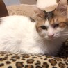 ぽんすけ@
