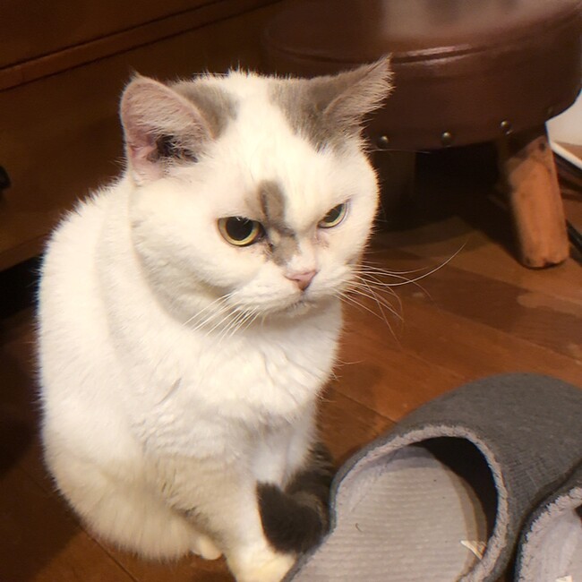 ぽんすけ@のカバー写真