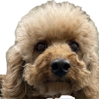 プードルの女の子