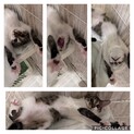 みんなメロメロ、可愛すぎるメル