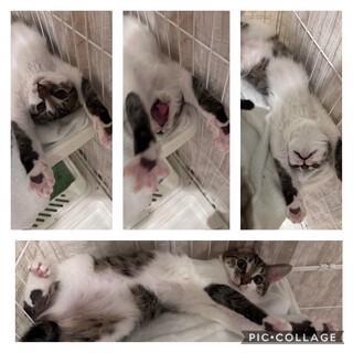 みんなメロメロ、可愛すぎるメル