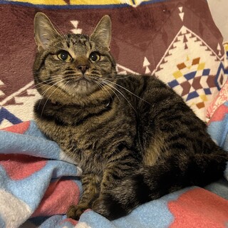 甘えん坊のキジトラちゃん