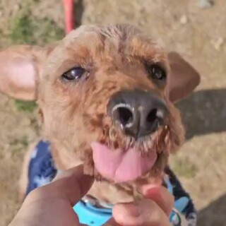 人が大好き！超甘えたさんトイプードル　