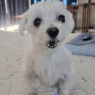 シニアのマルチーズ甘えたさんです