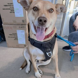 人が大好きな甘えたさん