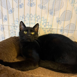 トライアル予定★ハンサムな黒猫　ボンボン