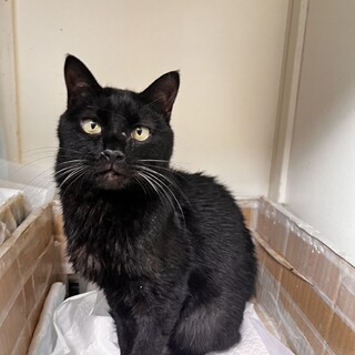 黒猫のロイズ君♂