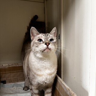 シャムMIXの六花ちゃん♀